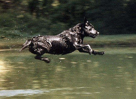 Gracie flying