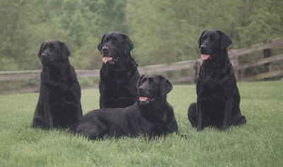 Missy, Owen, Ally and Gracie