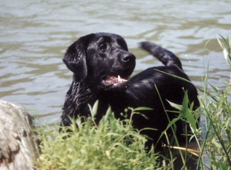 Gracie in water