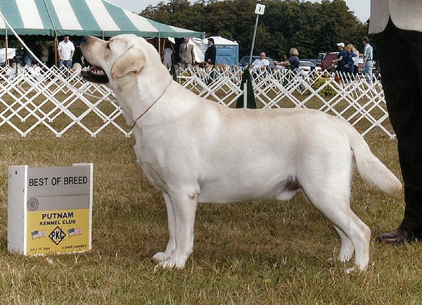 Best of Breed