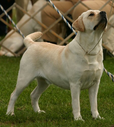 Manny, photo by Rich Millard