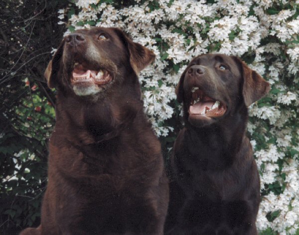 Shelby and Goody