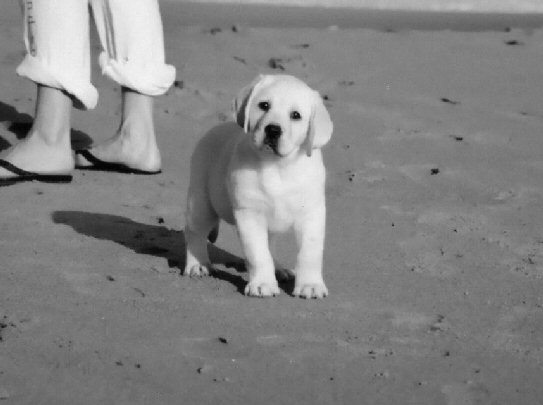 Manny pup, photo Jen, Malibu, CA