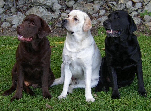 Evan, Manny and Owen