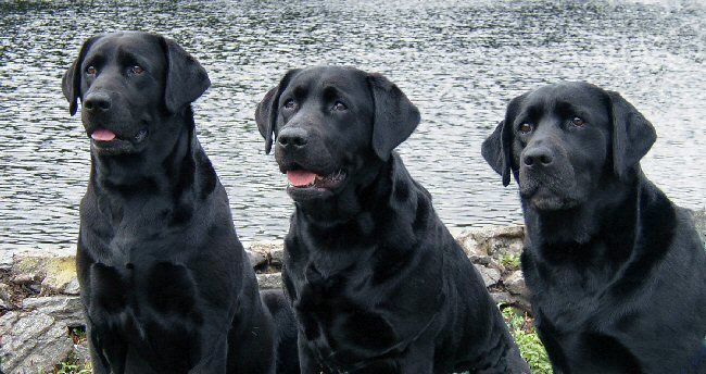 Ally, Nora and Missy