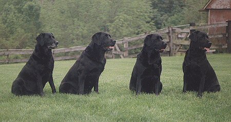 Kelly, Gracie, Missy and Ally