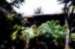 Greenery