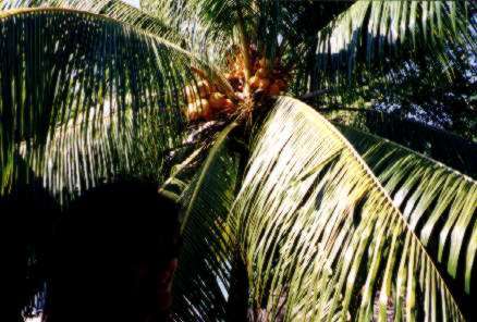 Palms trees