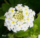 Lindas Flores