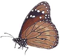 Mariposa