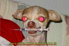 Este meliante est&aacute; drogado pra cachorro e &eacute; sem vergonha na cara e muito malandro