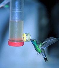 Hummingbird feeder
