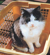 Fibbie