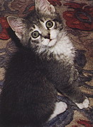 Sammy