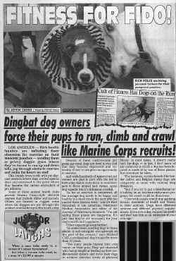 Canine Boot Camp.