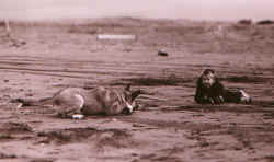 Heidi Jane and Chris on the beach.