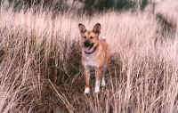 Heidi Jane in the dunes.