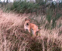 Heidi Jane in the dunes.