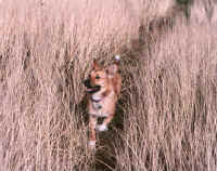 Heidi Jane in the dunes.