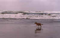 Bird Chasing