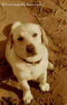 Bailey