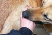 Downy fur.