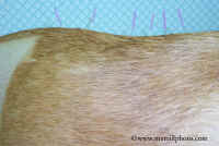 porcupine