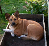In the tomato box.