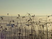 R�nes talvella