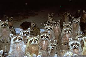 coons
