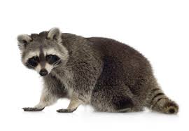 raccoon