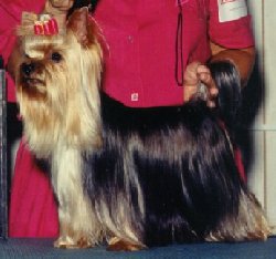 Yorkie Amity