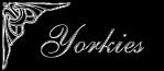 The Yorkies of HEKAN Yorkshire Terriers