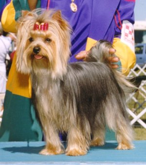 goldenray yorkies the yorkies of hekan terriers goldenray yorkies the yorkies of hekan terriers
