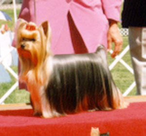Yorkie Favor