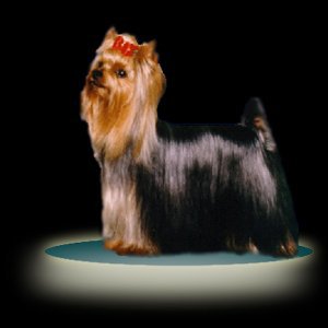 Yorkie Tuffer