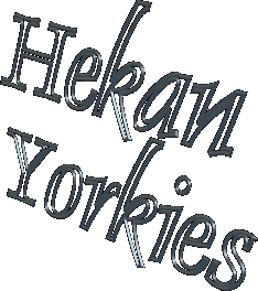 Yorkies of Hekan Yorkshire Terriers