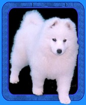 Hekentesh Snow White