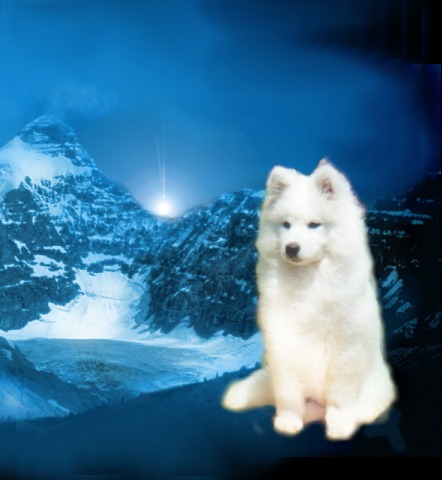 Welcome to Hekentesh Samoyeds & Fox Terriers (Smooth)