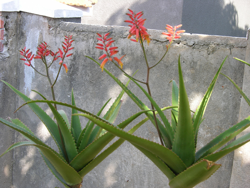 AloeVera 3