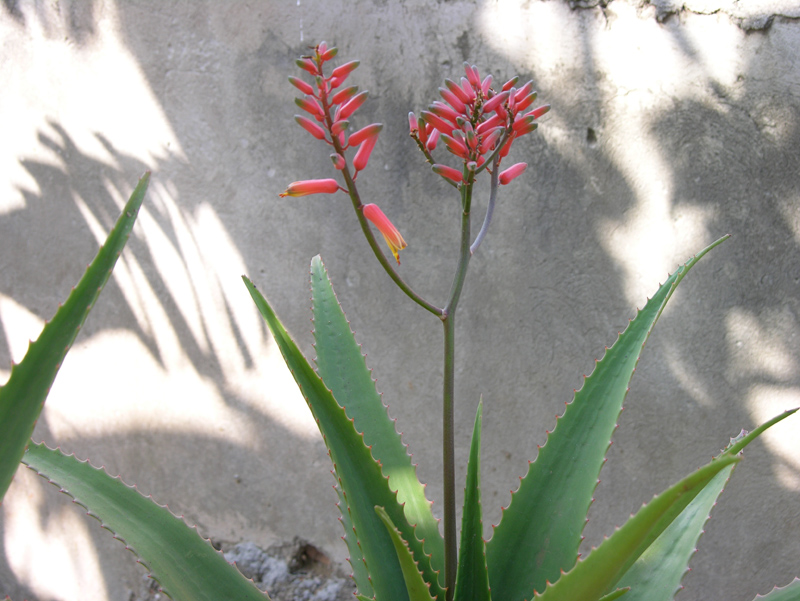 AloeVera 5