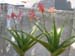 AloeVera 3