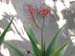 AloeVera 5