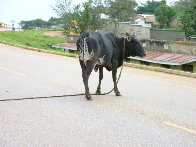 Bull on the road