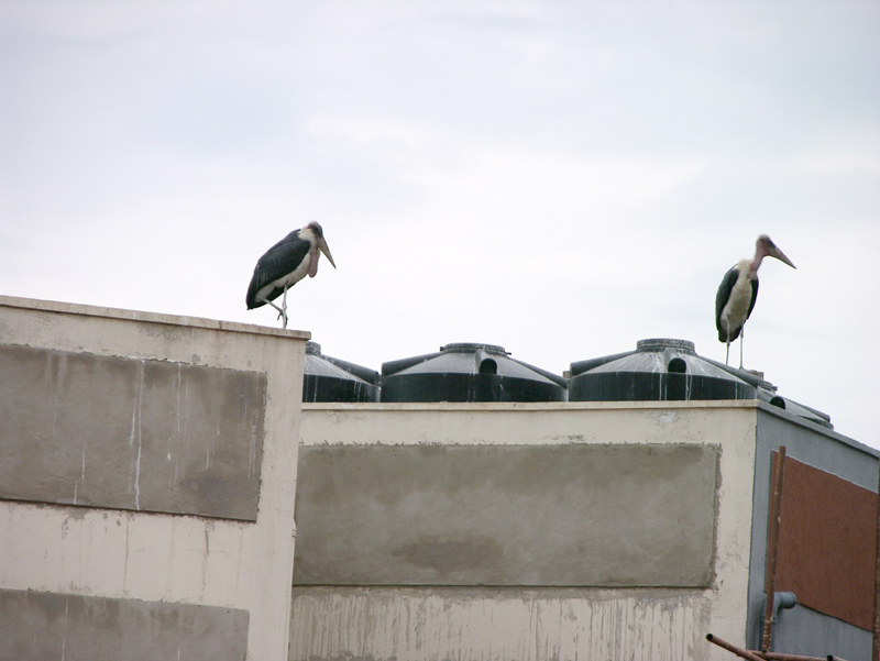 Storks