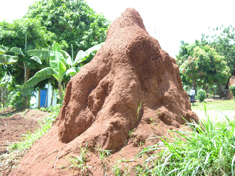 Termite's nest