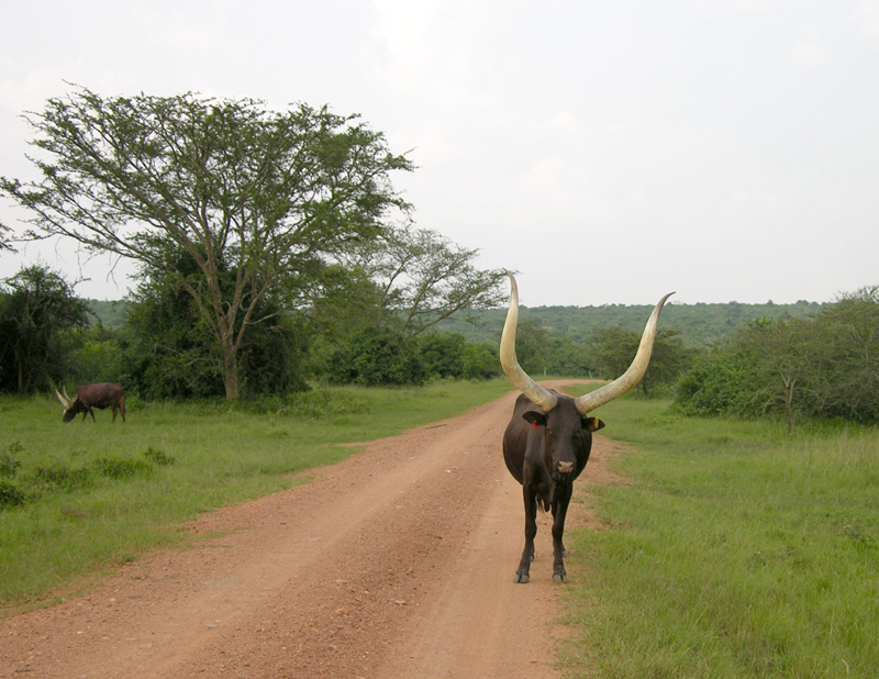 Uganda cow