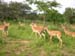 Antelopes