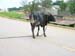 Bull on the road