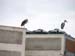 Storks